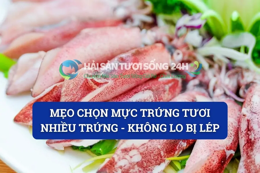 Mẹo chọn Mực Trứng tươi nhiều trứng - Không lo bị lép
