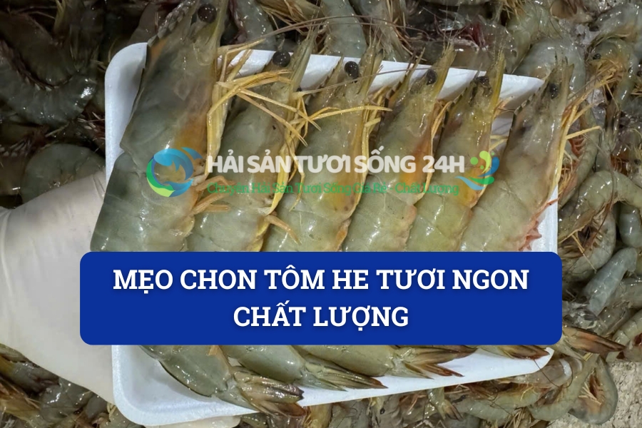 Mẹo chọn Tôm He tươi ngon chất lượng