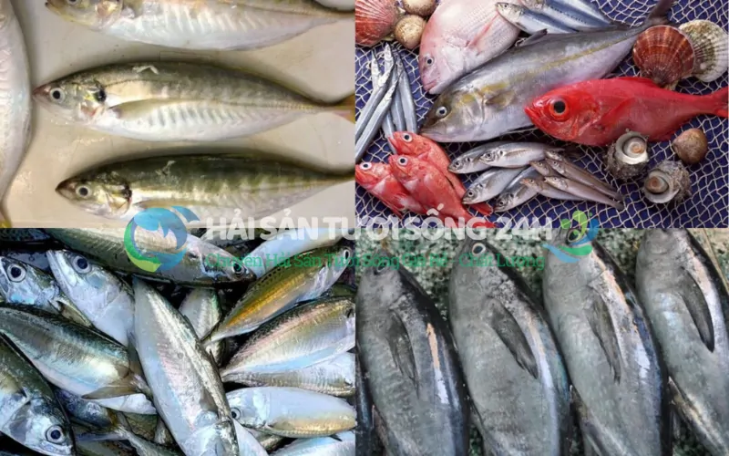 Mua cá biển tươi ở đâu uy tín, chất lượng?