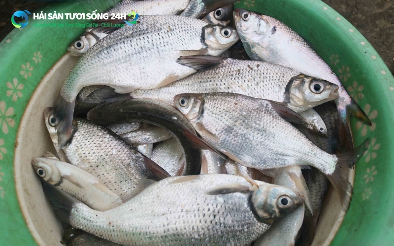 Mua cá mòi ở đâu để đảm bảo tươi ngon, đúng giá?