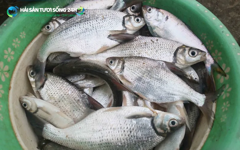 Mua cá mòi ở đâu để đảm bảo tươi ngon, đúng giá?