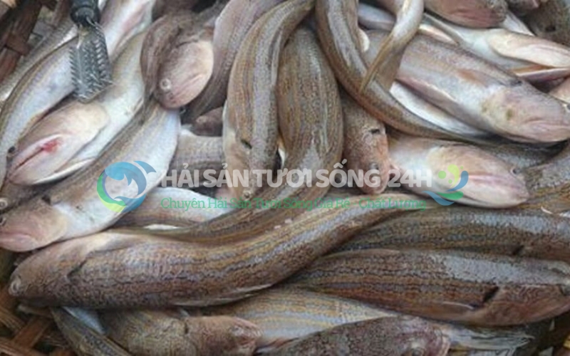 Mua cá mối tươi ngon, sạch 100% ở đâu?