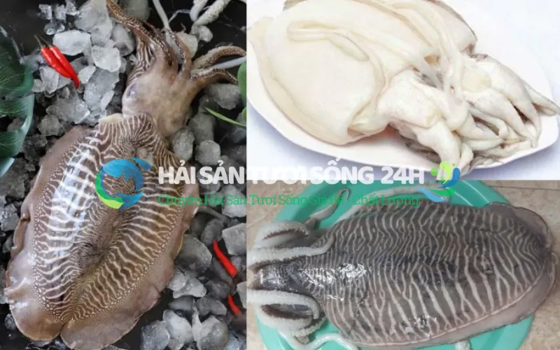 Mua mực mai ở đâu uy tín, đúng giá niêm yết?