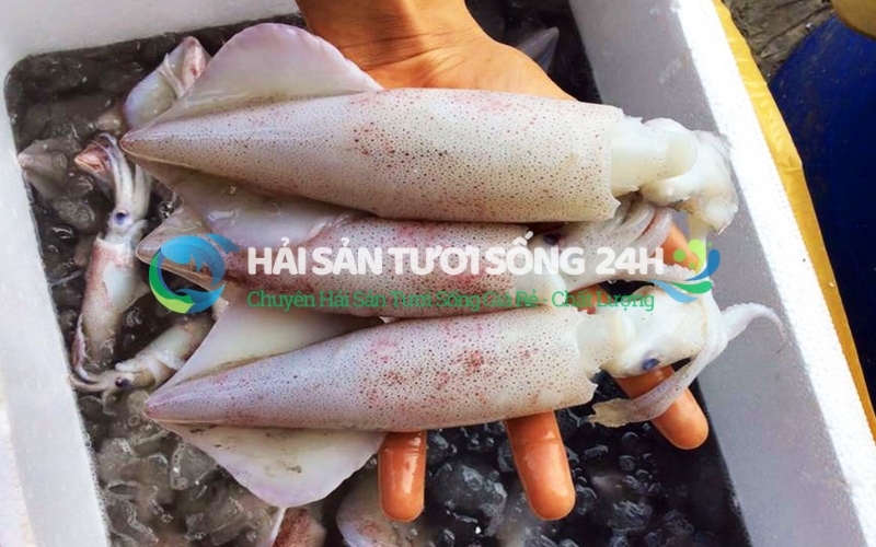 Mua mực ống ở đâu tươi ngon để chế biến?