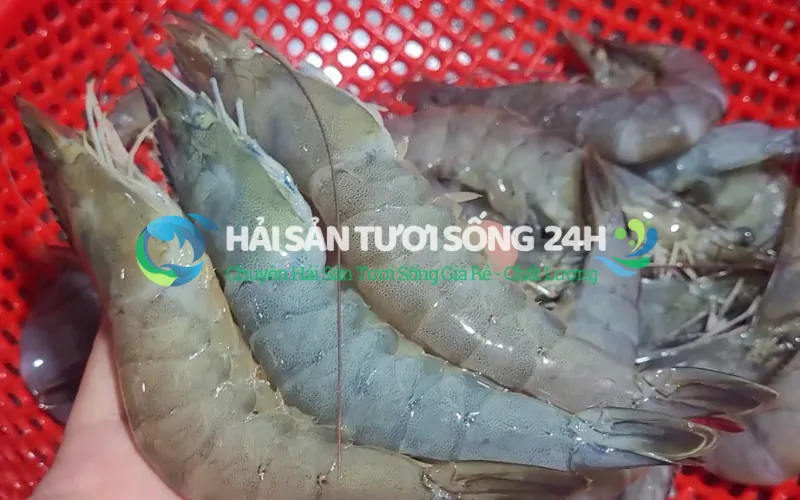 Mua tôm he ở đâu chuẩn, không lo về giá?