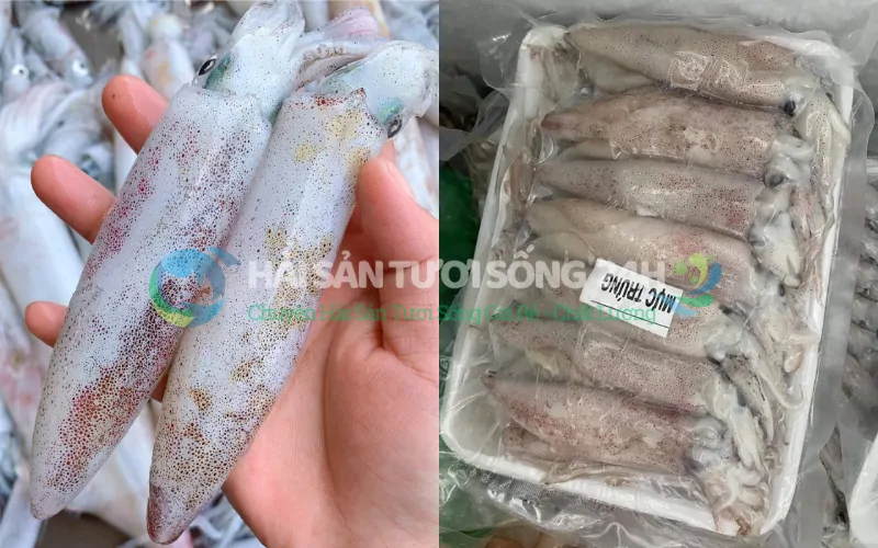 Nên mua mực Trứng tươi sống hay mực trứng đông lạnh?