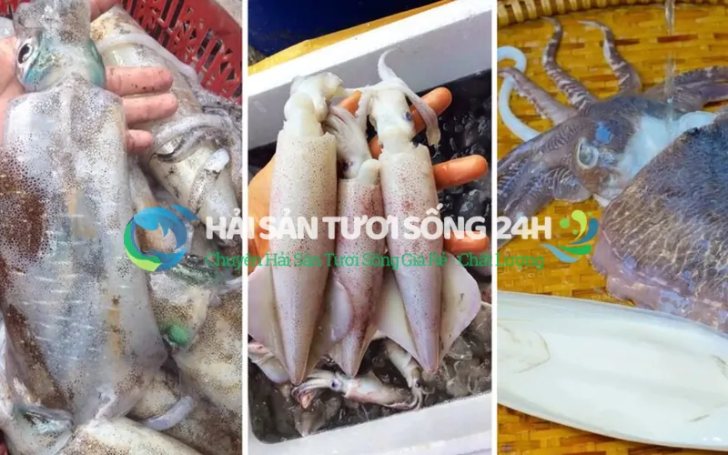 Phân biệt mực mai và cách chọn mực tươi ngon