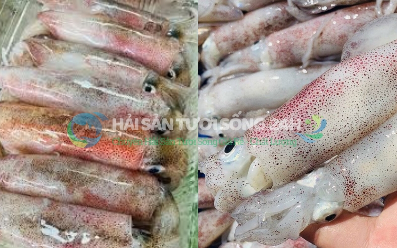 Phân biệt Mực trứng tươi và mực trứng cấp đông