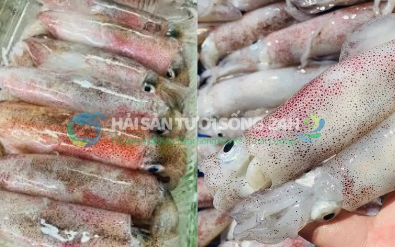 Phân biệt Mực trứng tươi và mực trứng cấp đông