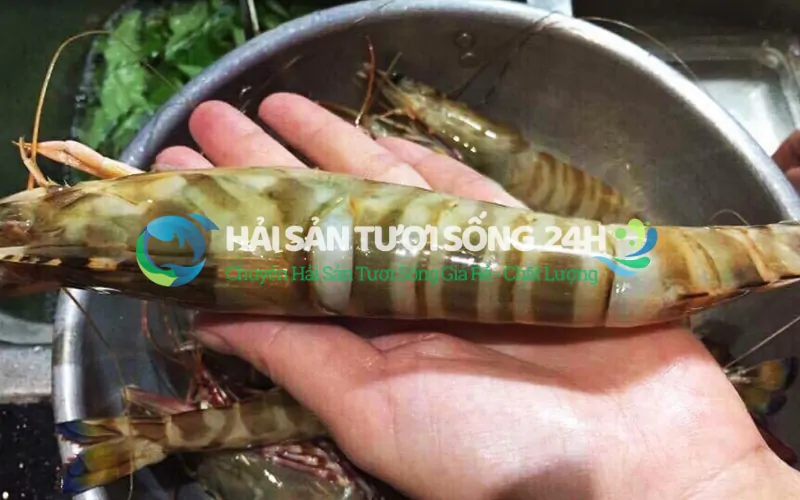Phân biệt tôm he và tôm sú biển để tránh nhầm lẫn
