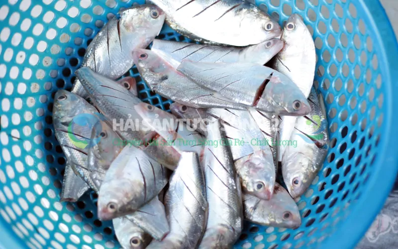 Sơ chế cá Mòi: Bước quan trọng nhất để không bị tanh