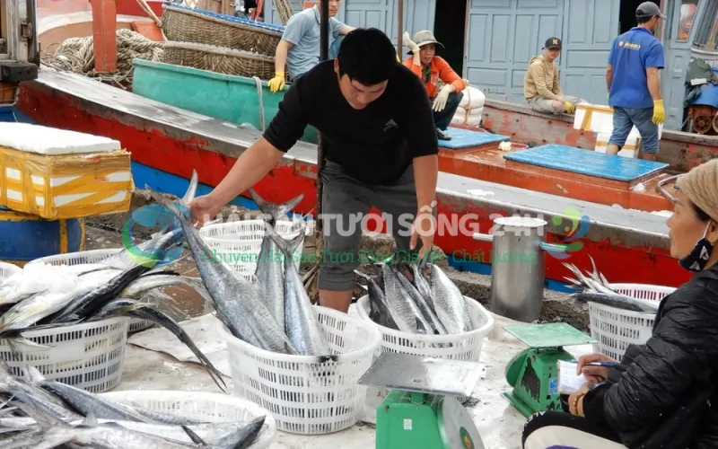 Tiêu chí đánh giá một địa điểm bán cá thu chất lượng