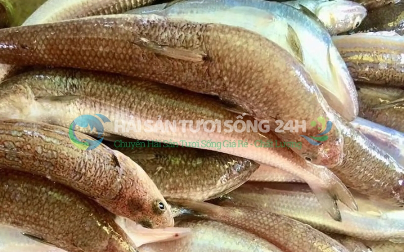 Vì sao cá Mối lại được các bà nội trợ săn đón?