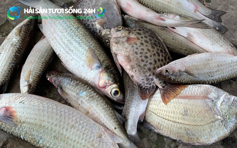 Ăn cá đối có tốt không? Giá trị dinh dưỡng của cá đối như thế nào?