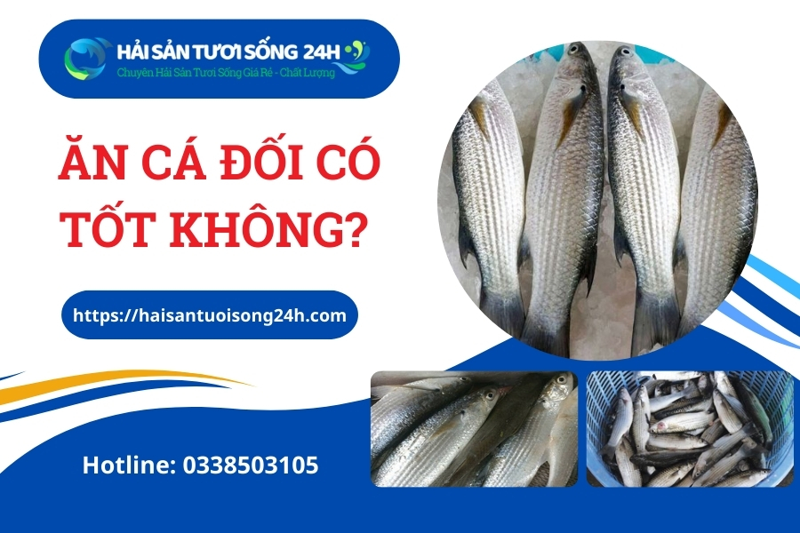 Ăn cá Đối có tốt không?