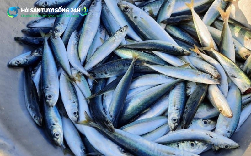 Ăn cá nục bạc má có tốt không?