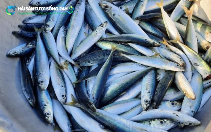 Ăn cá nục bạc má có tốt không?