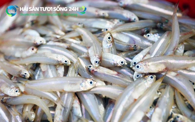 Bảng giá cá cơm tươi tham khảo tại TP.HCM