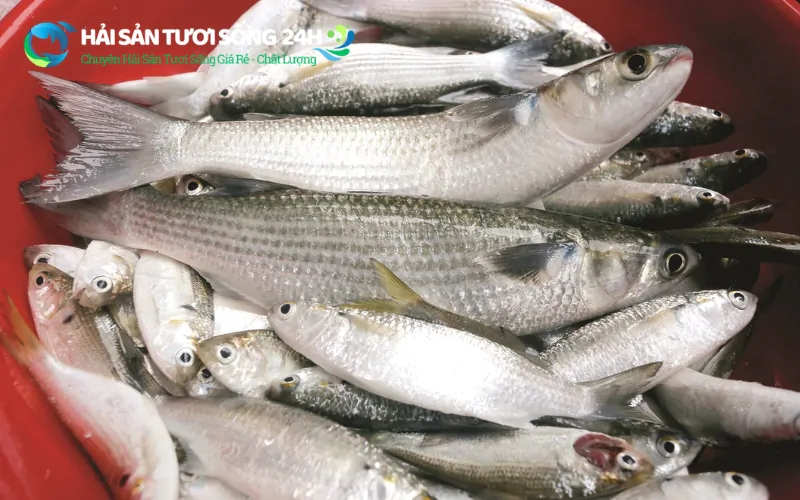 Địa điểm mua cá Đối tươi ngon giá rẻ tại TP Hồ Chí Minh 4 Bảng giá cá đối tươi tham khảo trên thị trường hiện nay