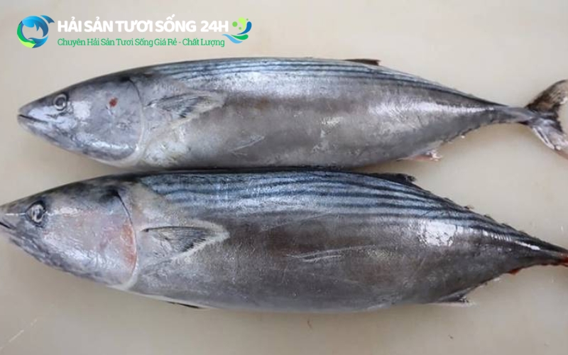 Bí quyết chọn cá Ù tươi ngon không phải ai cũng biết