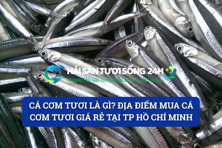 Cá cơm tươi là gì? Địa điểm mua cá cơm tươi giá rẻ tại TP Hồ Chí Minh