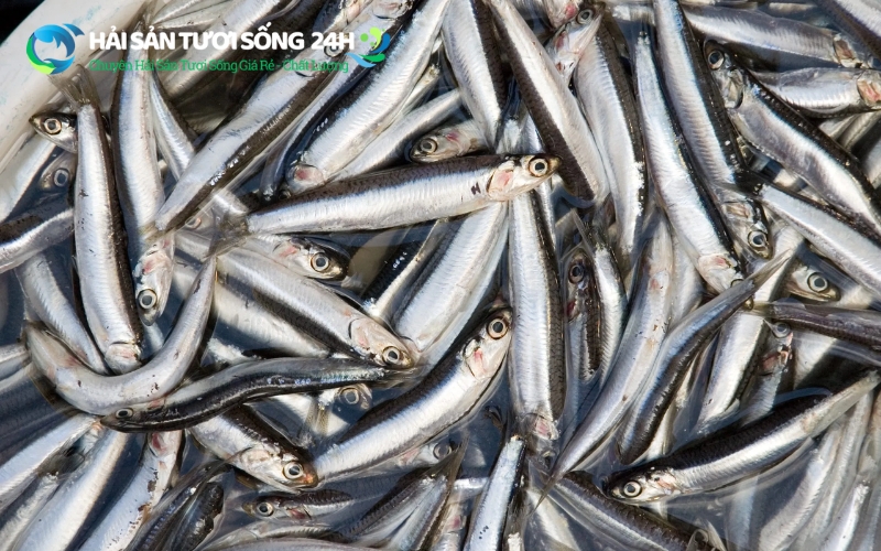 Cá cơm tươi là gì?