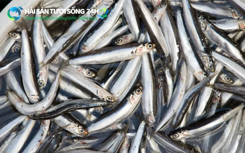 Cá cơm tươi là gì? Địa điểm mua cá cơm tươi giá rẻ tại TP Hồ Chí Minh 2 Cá cơm tươi là gì?