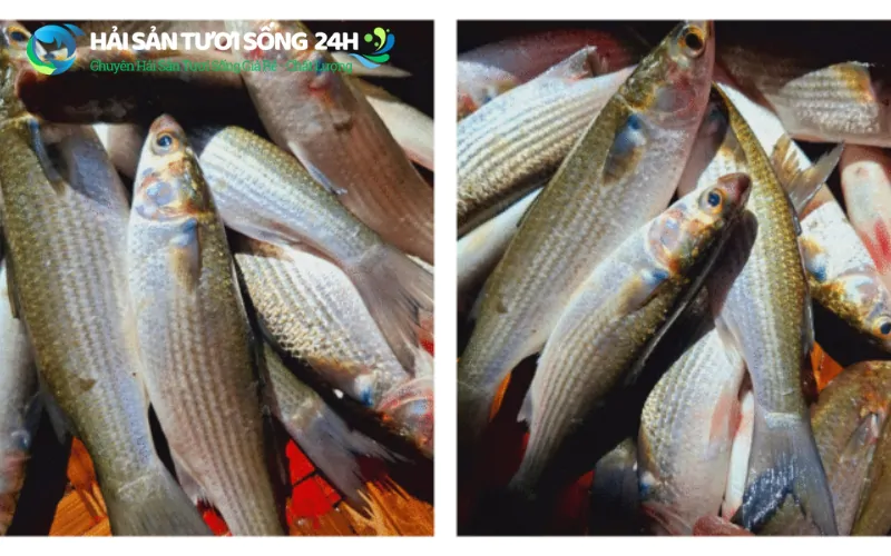 Ăn cá Đối có tốt không? Những lưu ý quan trọng khi ăn cá Đối 2 Cá đối là cá gì? Đặc điểm nhận biết cá tươi ngon