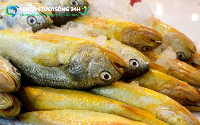 Cá đù nanh là cá gì?