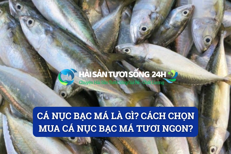 Cá nục bạc má là gì? Cách chọn mua cá nục bạc má tươi ngon?