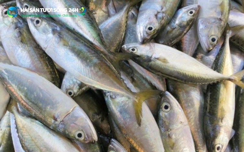 Cá nục bạc má là gì? Tại sao lại có tên gọi này?