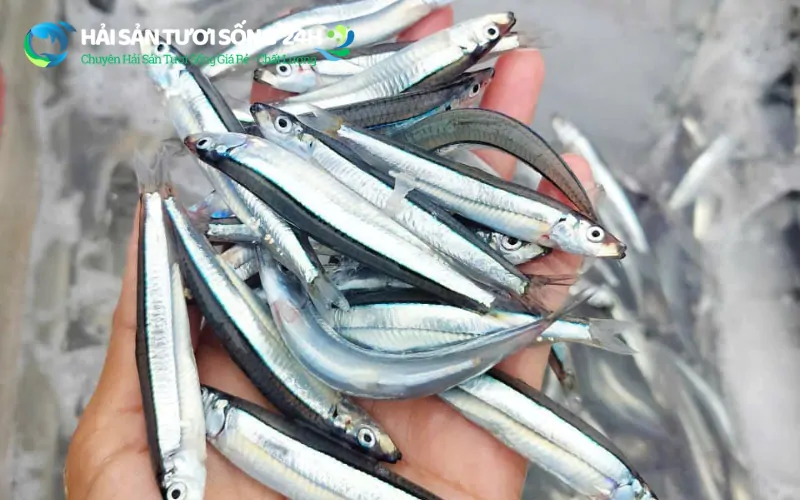 Cá cơm tươi là gì? Địa điểm mua cá cơm tươi giá rẻ tại TP Hồ Chí Minh 4 Cách chọn cá cơm tươi ngon "chuẩn bài" người bán