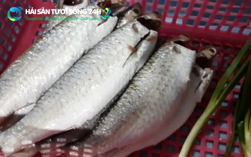 Giá cá đối bao nhiêu 1kg? Cập nhật giá cá đối mới nhất 2026 4 Cách chọn cá đối ngon: Bí quyết của người bán hàng