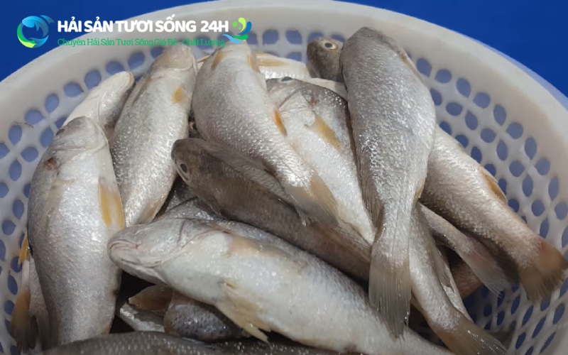 Cách chọn cá đù nanh tươi không bị lầm