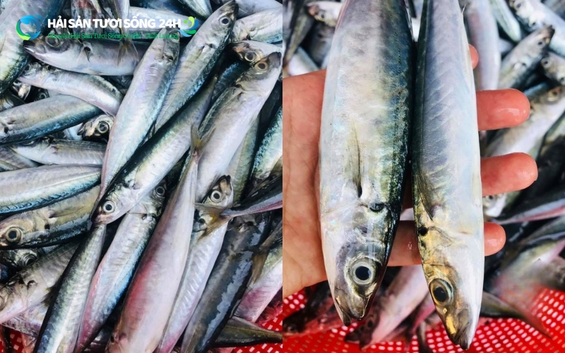 Cách chọn mua cá nục bạc má tươi ngon