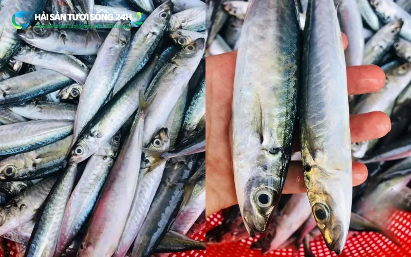 Cách chọn mua cá nục bạc má tươi ngon