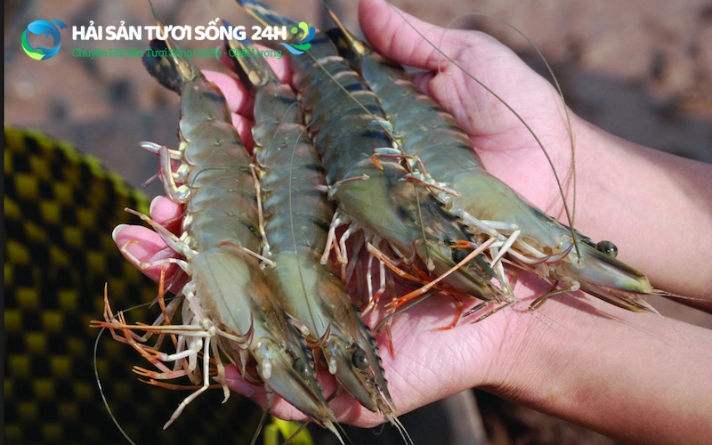 Cách chọn mua tôm tươi ngon