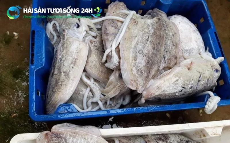 Giá mực mai đông lạnh mới nhất hôm nay 4 Cách chọn mực mai ngon chuẩn chất lượng