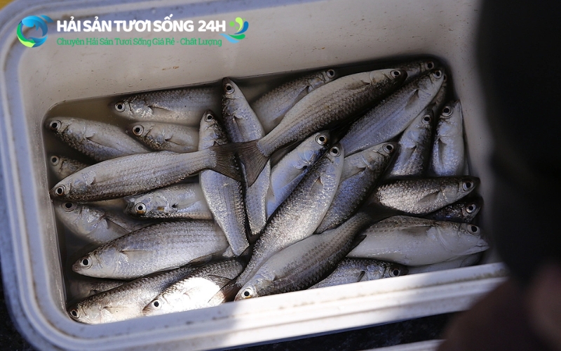 Cách phân biệt cá đối tươi sống và cá ướp lạnh lâu ngày