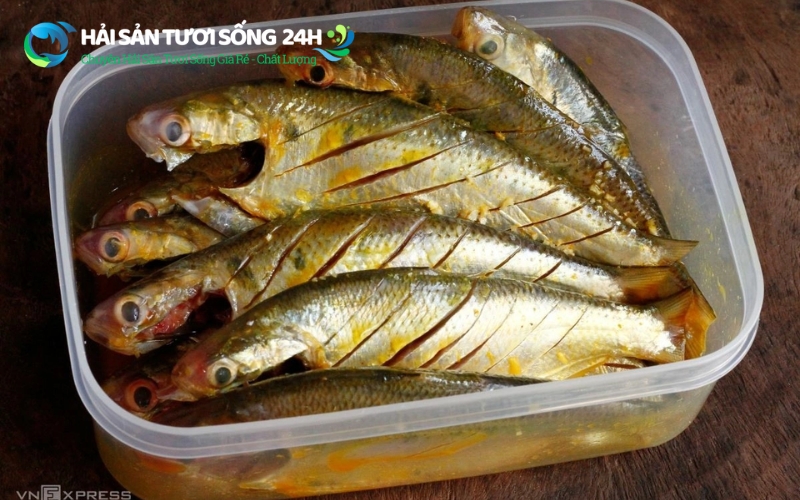 Chú ý đặc biệt đến phần bụng cá