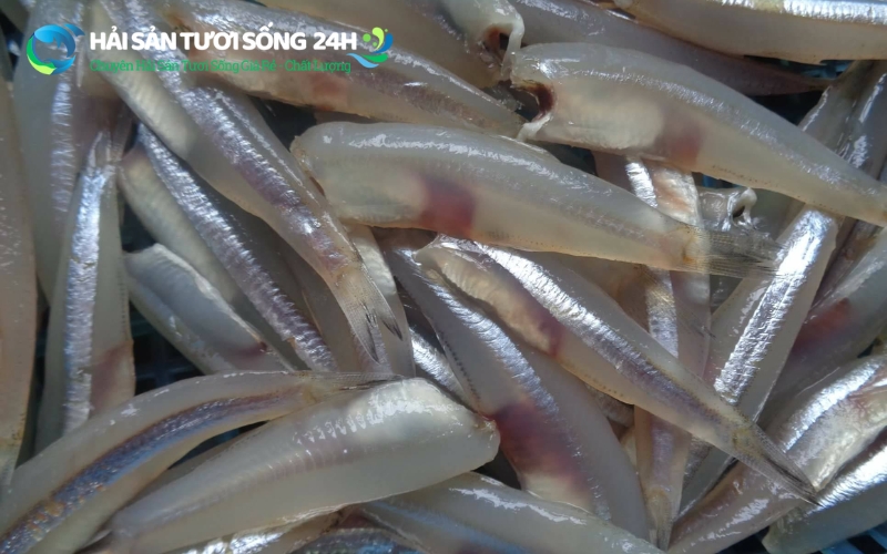 Địa điểm mua cá cơm tươi giá rẻ tại TP Hồ Chí Minh