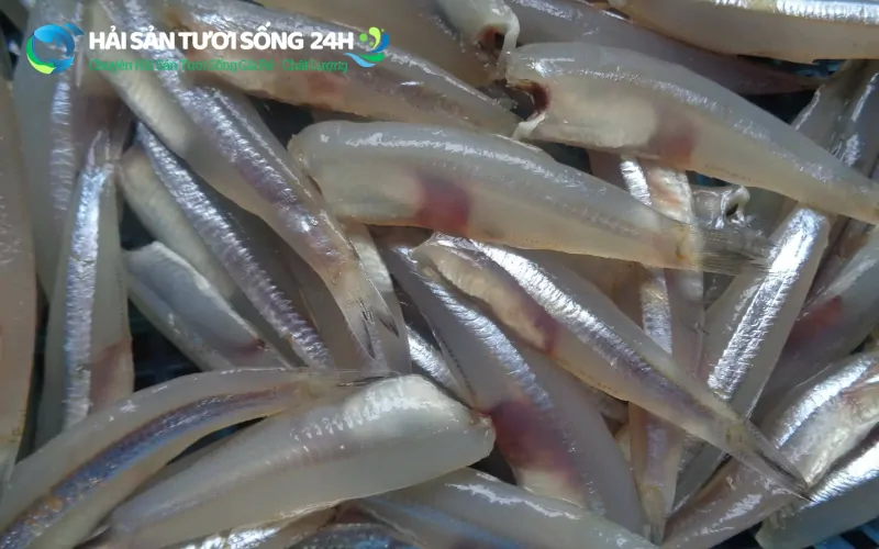 Cá cơm tươi là gì? Địa điểm mua cá cơm tươi giá rẻ tại TP Hồ Chí Minh 5 Địa điểm mua cá cơm tươi giá rẻ tại TP Hồ Chí Minh