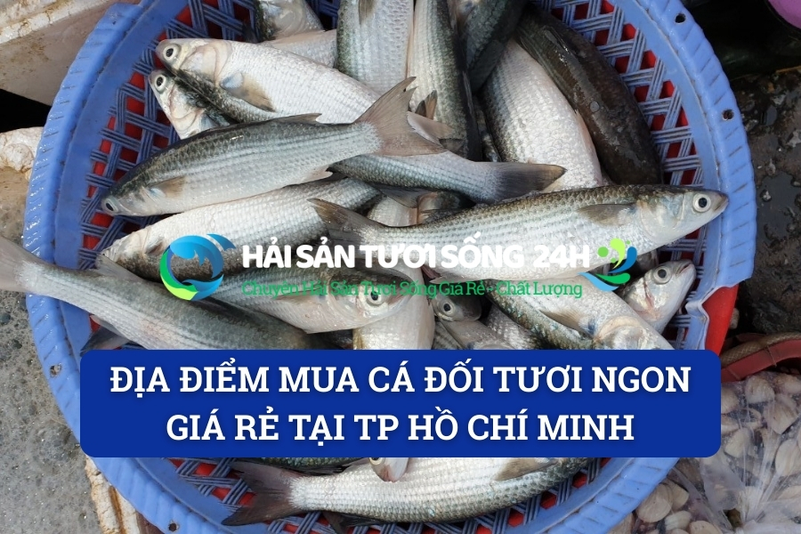 Địa điểm mua cá Đối tươi ngon giá rẻ tại TP Hồ Chí Minh