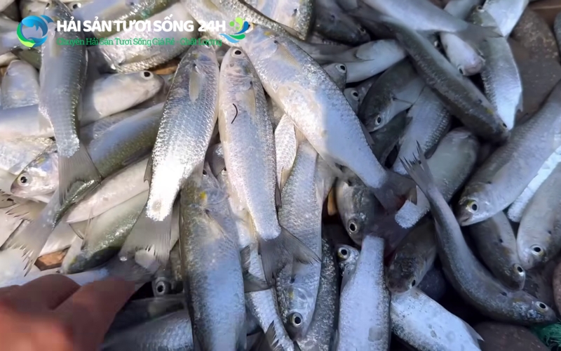 Địa điểm mua cá đối tươi tại giá rẻ và uy tín