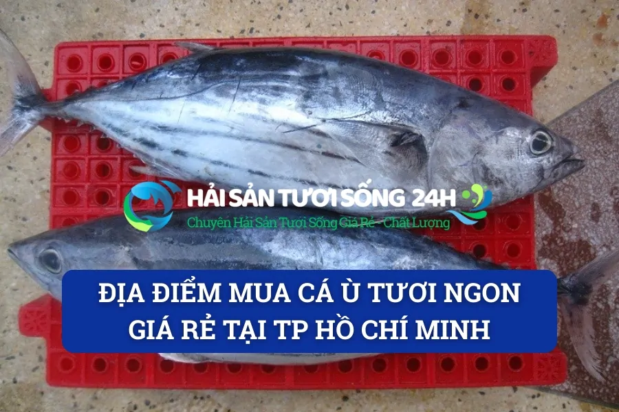 Địa điểm mua cá Ù tươi ngon giá rẻ tại TP Hồ Chí Minh
