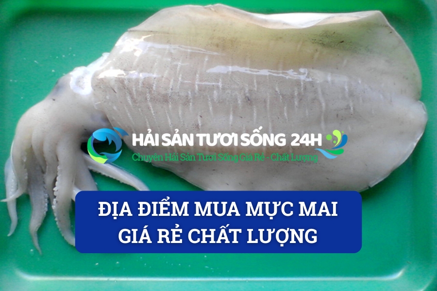 Địa điểm mua mực mai giá rẻ chất lượng