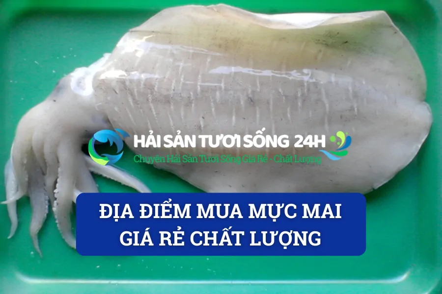 Địa điểm mua mực mai giá rẻ chất lượng