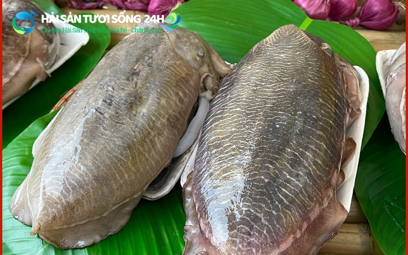 Địa điểm mua mực mai giá rẻ chất lượng tại TP.HCM và Hà Nội