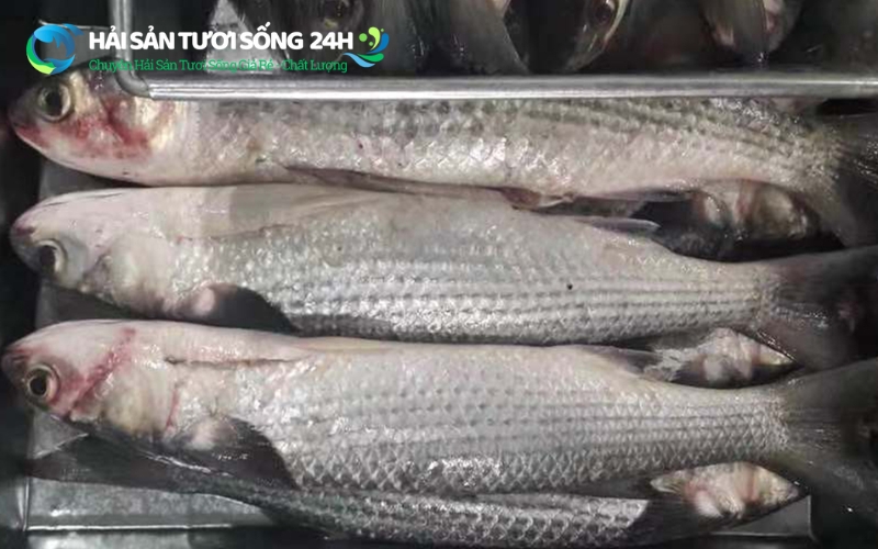 Giá cá đối bao nhiêu 1kg? Bảng giá cập nhật 2026