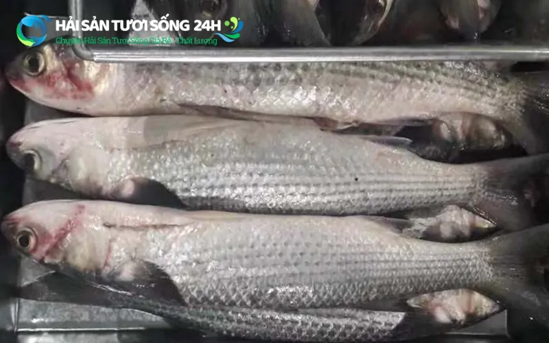 Giá cá đối bao nhiêu 1kg? Cập nhật giá cá đối mới nhất 2026 2 Giá cá đối bao nhiêu 1kg? Bảng giá cập nhật 2026